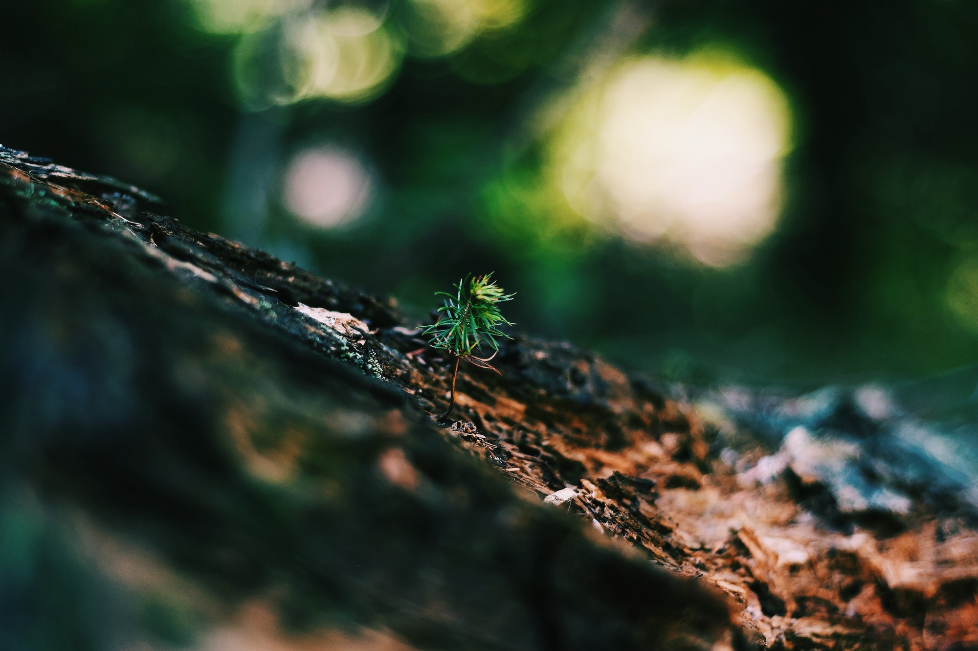 Tiny green plant in a forest