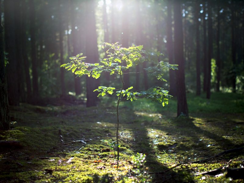 Young oak tree growing in the forest